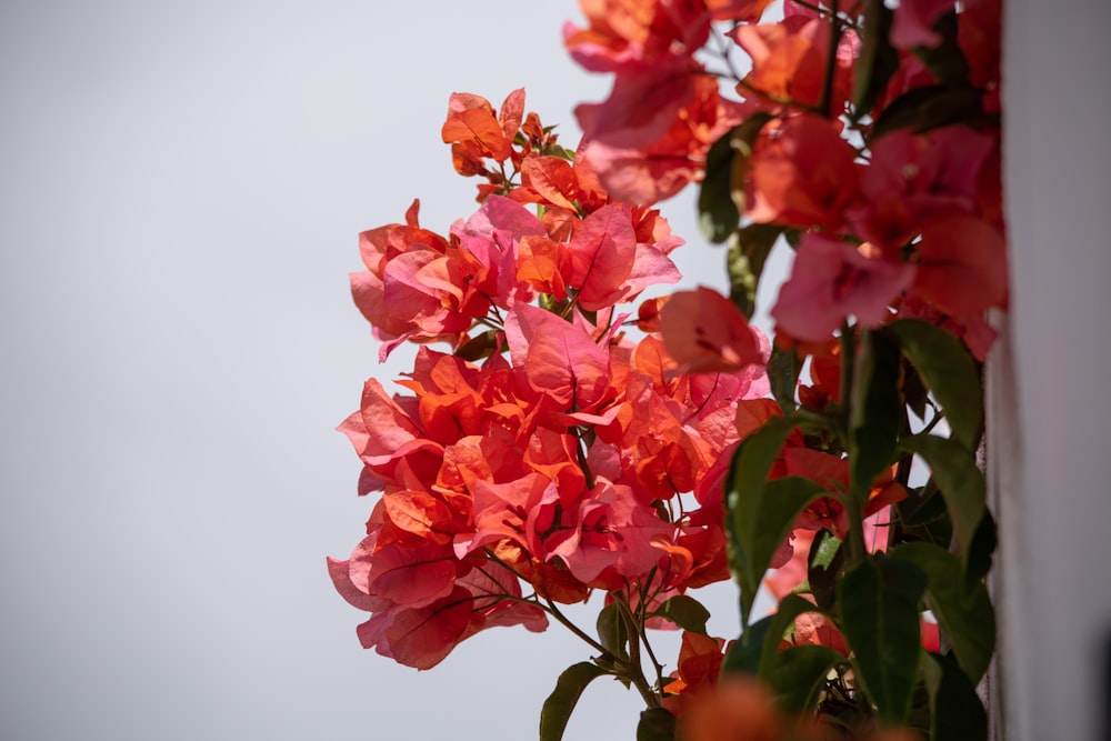 a bunch of flowers that are in a vase