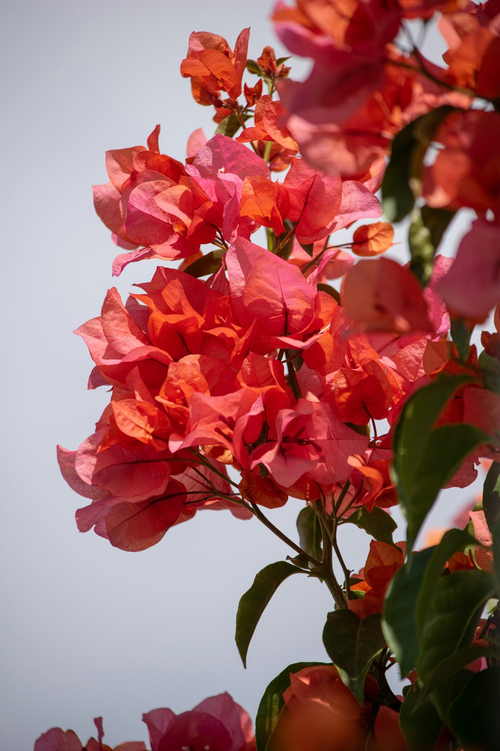 un ramo de flores que están en un árbol