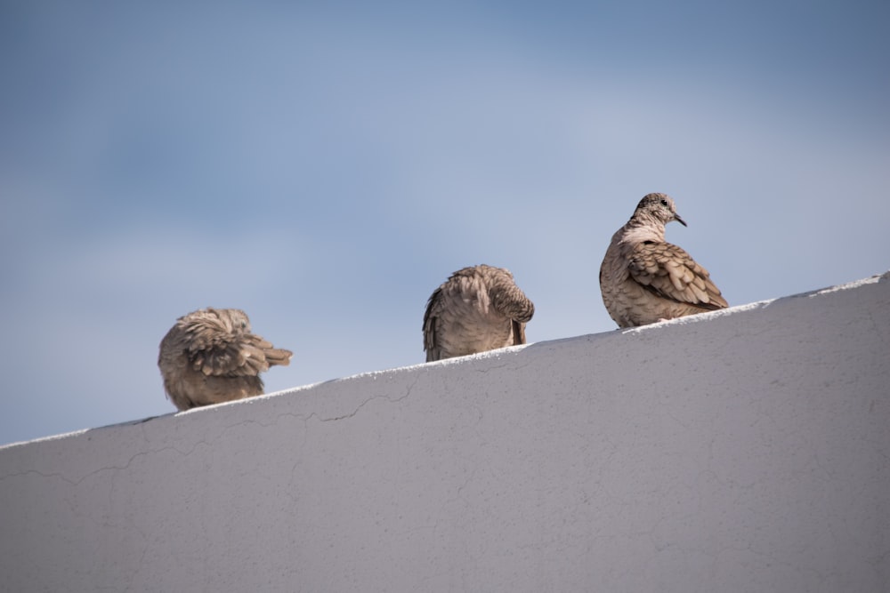 a group of birds sitting on top of a white wall