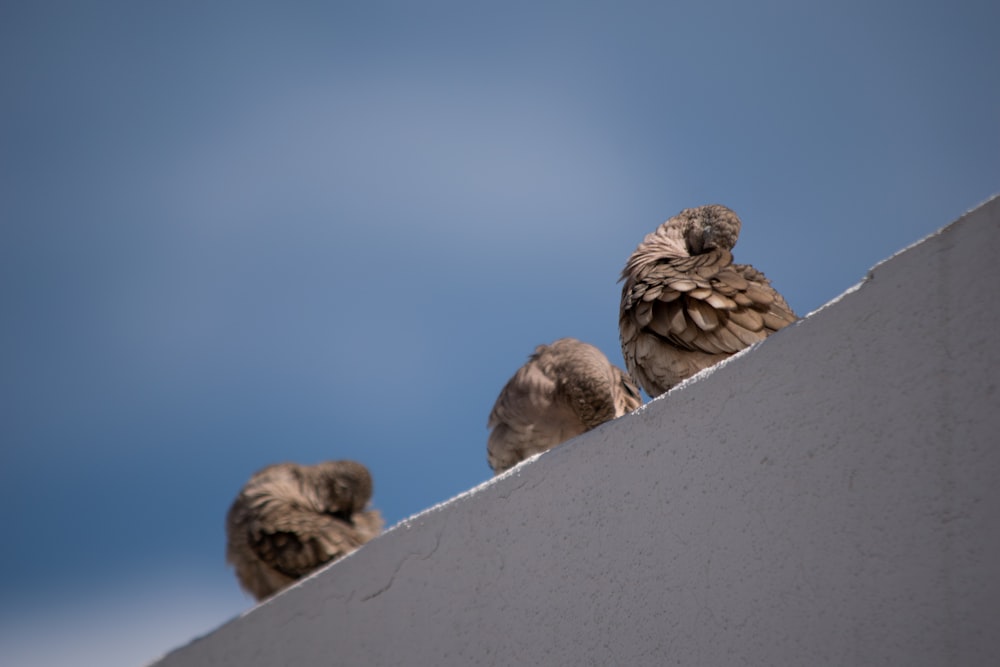 a couple of birds sitting on top of a cement wall
