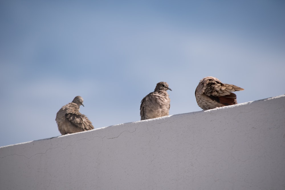 three birds sitting on top of a white wall