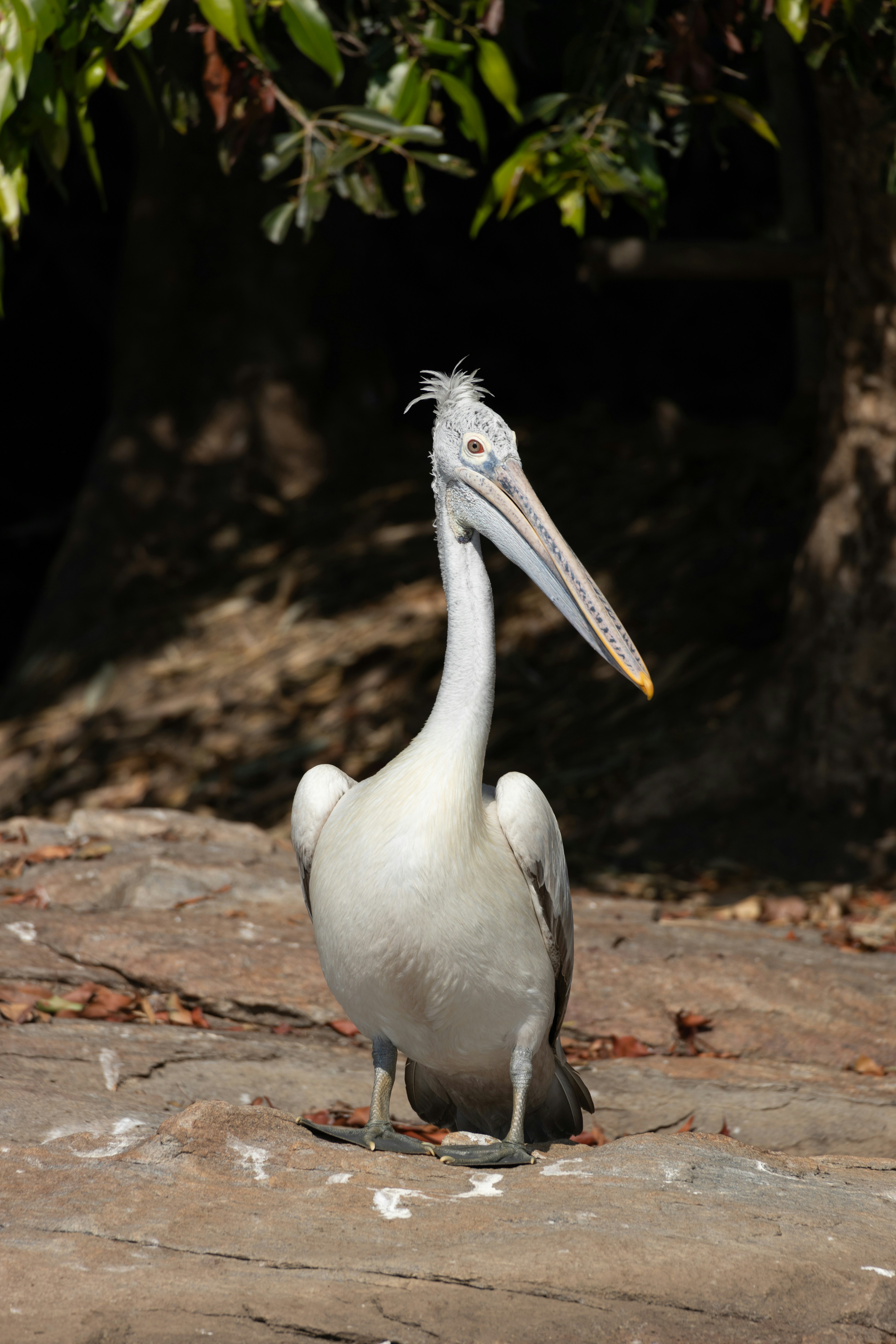 Photo by samarthkuls