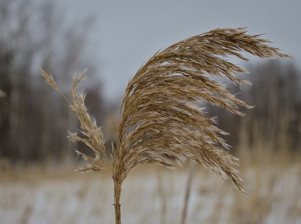 a close up of a plant in a field