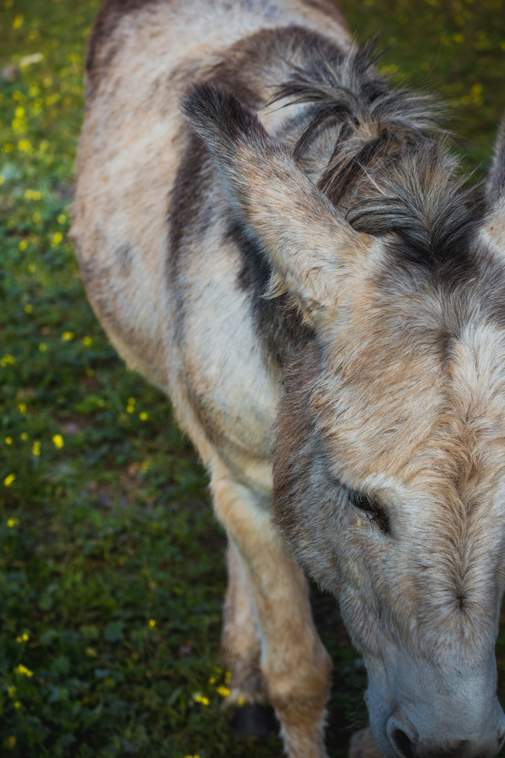 a donkey standing on top of a lush green field