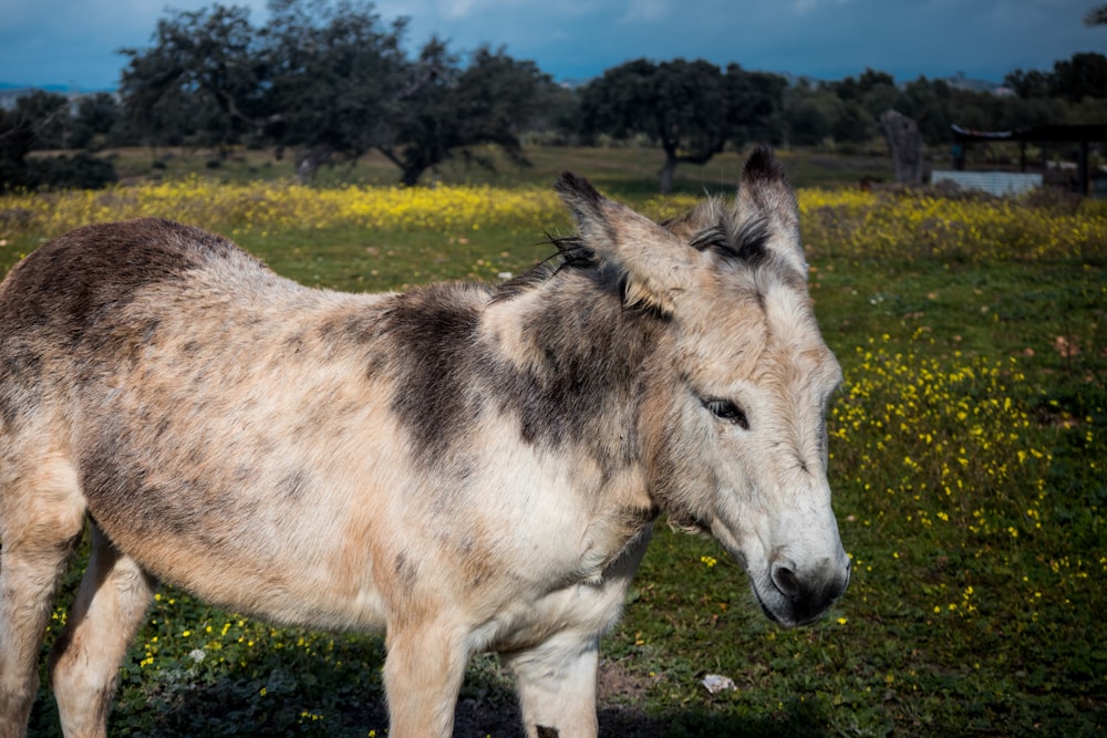 a brown and white horse standing on top of a lush green field