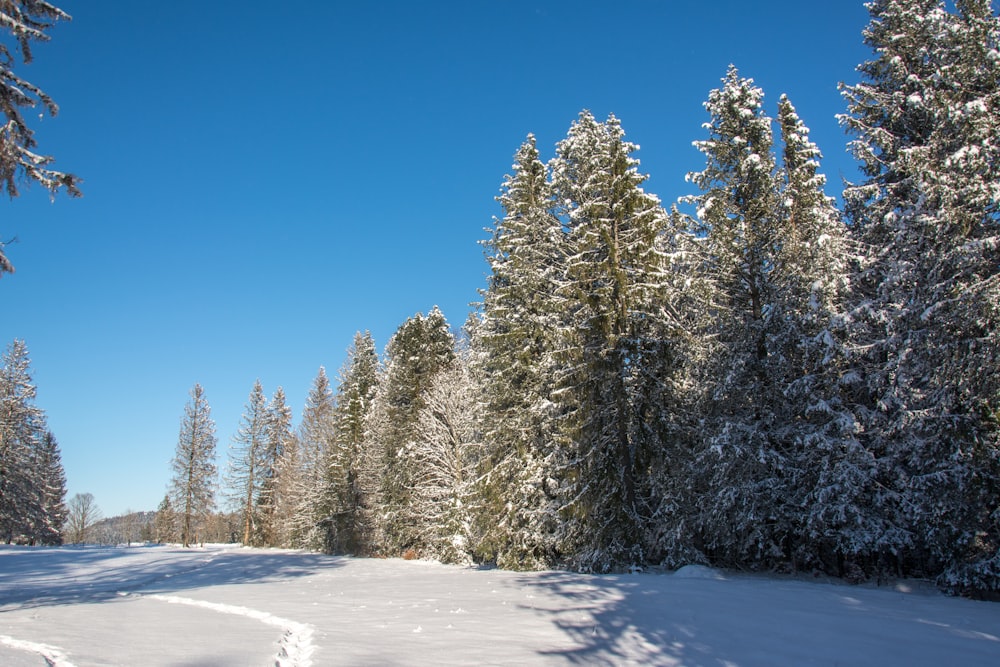 a snow covered field surrounded by tall pine trees