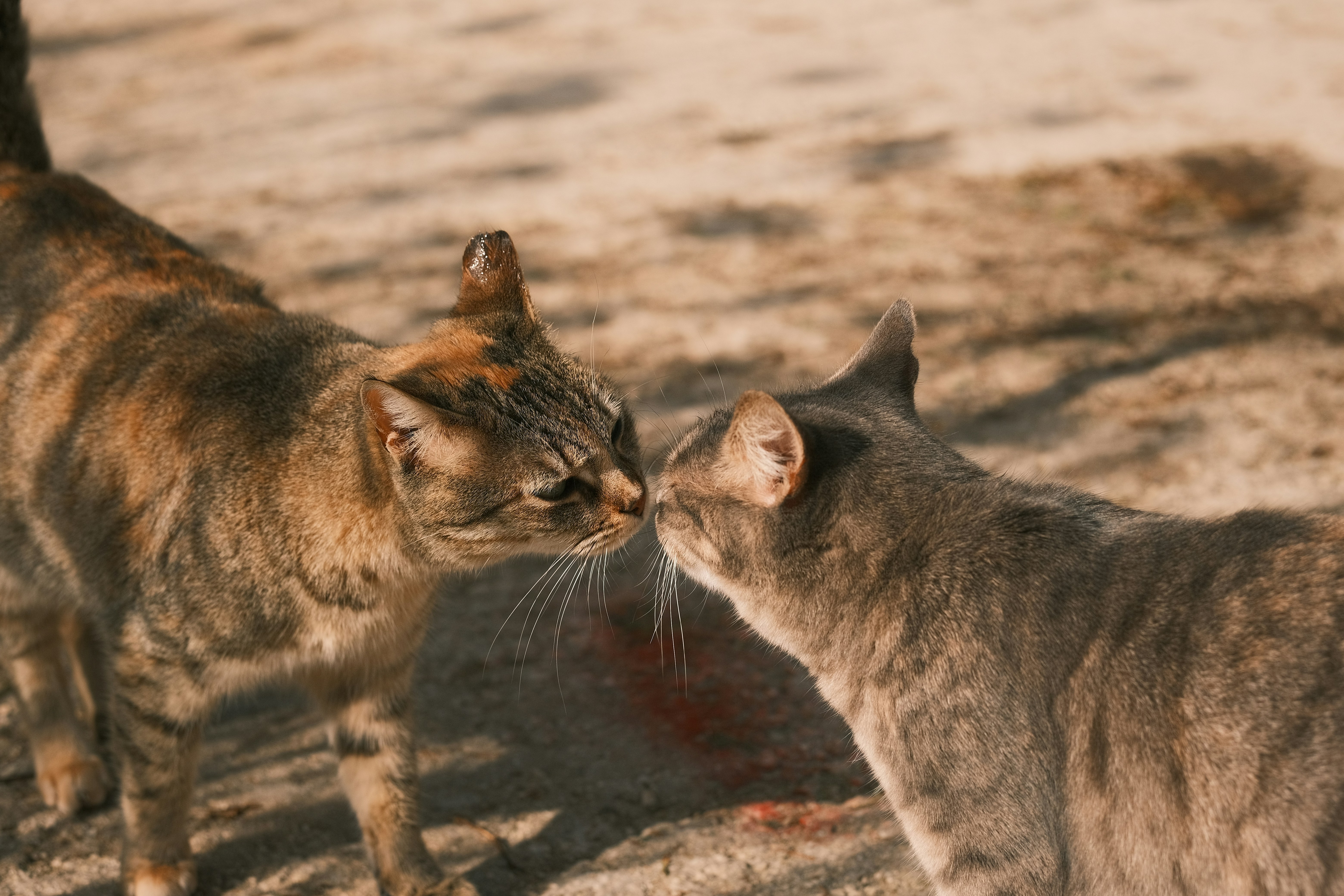 a couple of cats standing next to each other