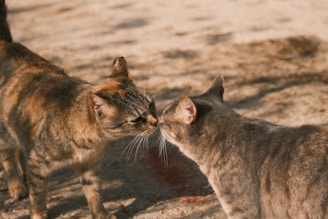 a couple of cats standing next to each other