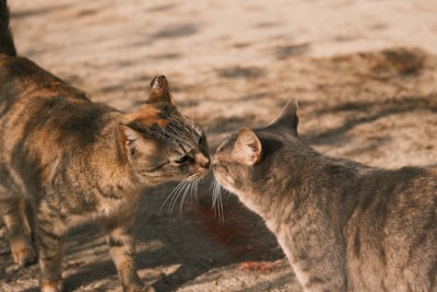 a couple of cats standing next to each other
