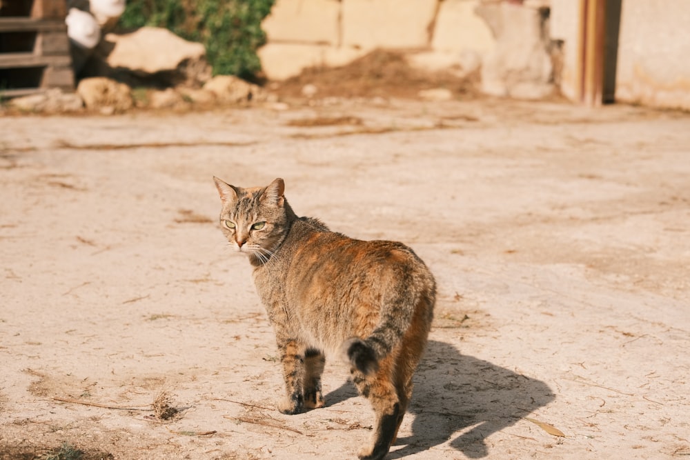 a cat walking across a dirt field next to a building