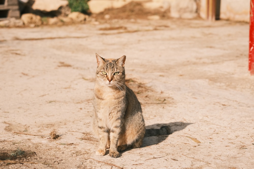 a cat sitting on the ground looking at the camera