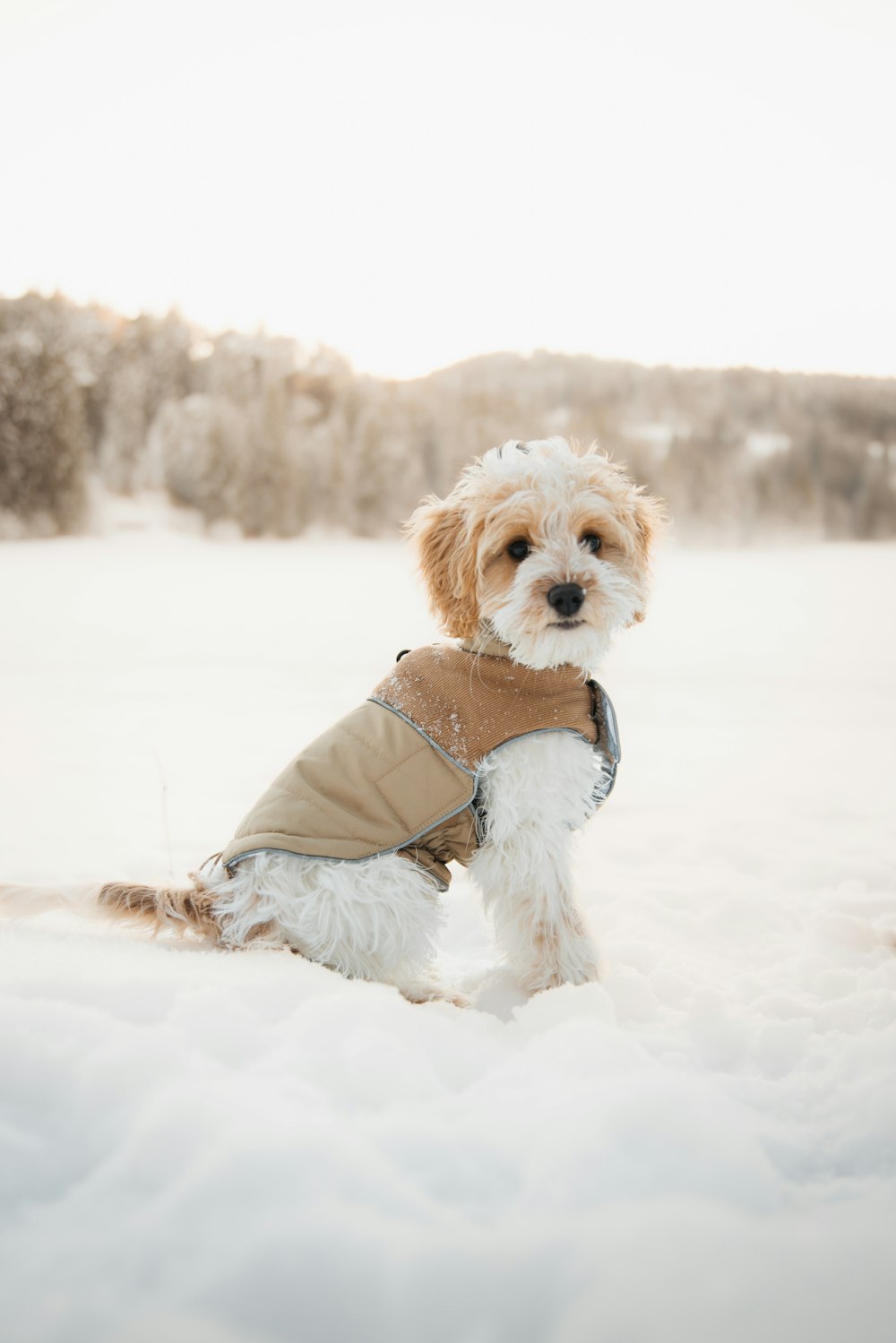 雪の中でコートを着た小型犬