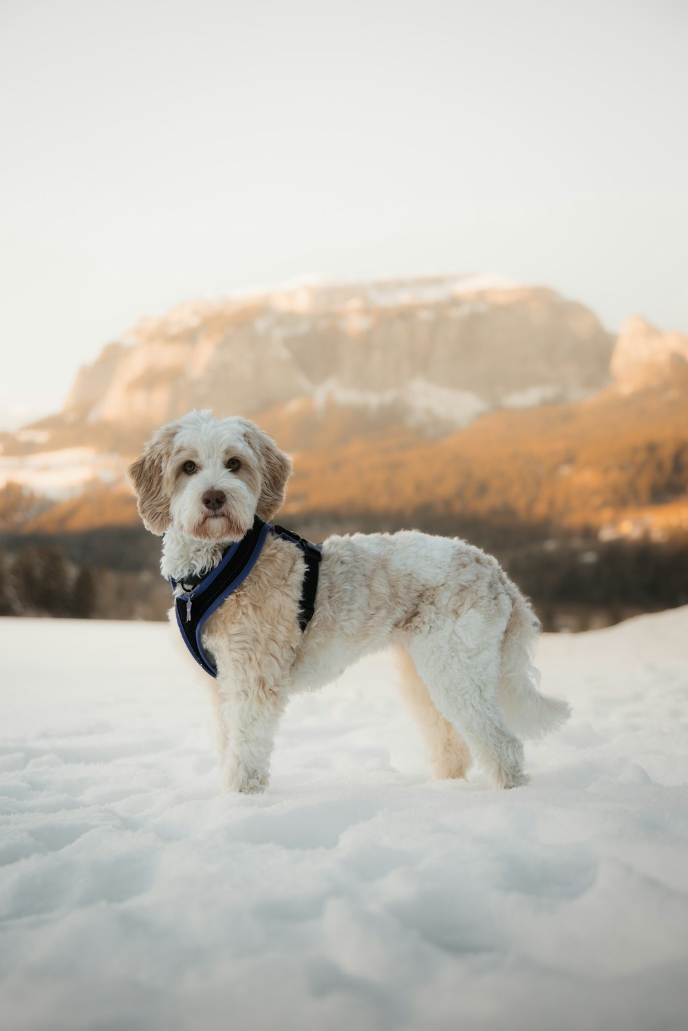 a small white dog standing in the snow