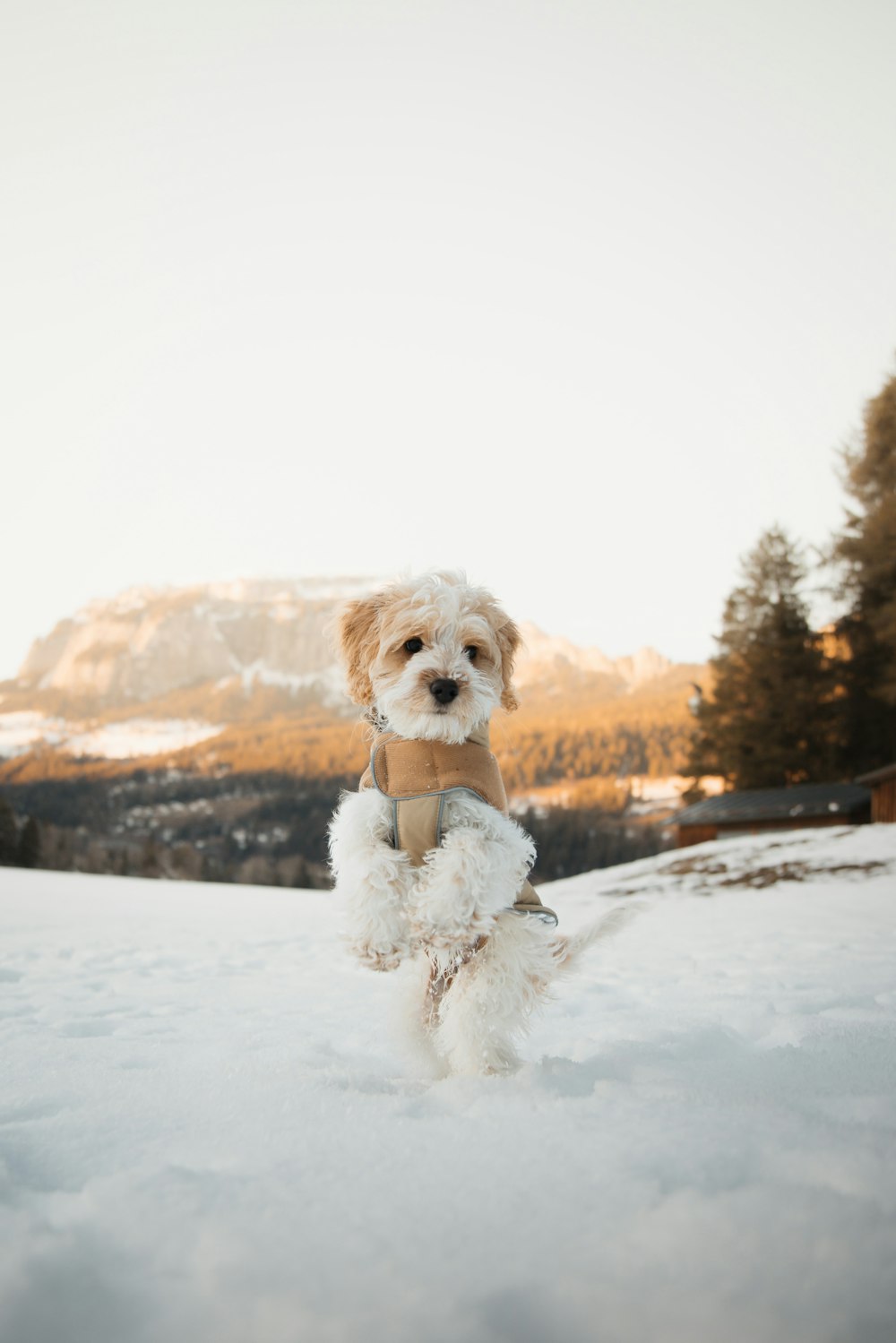 um pequeno cão branco em pé na neve