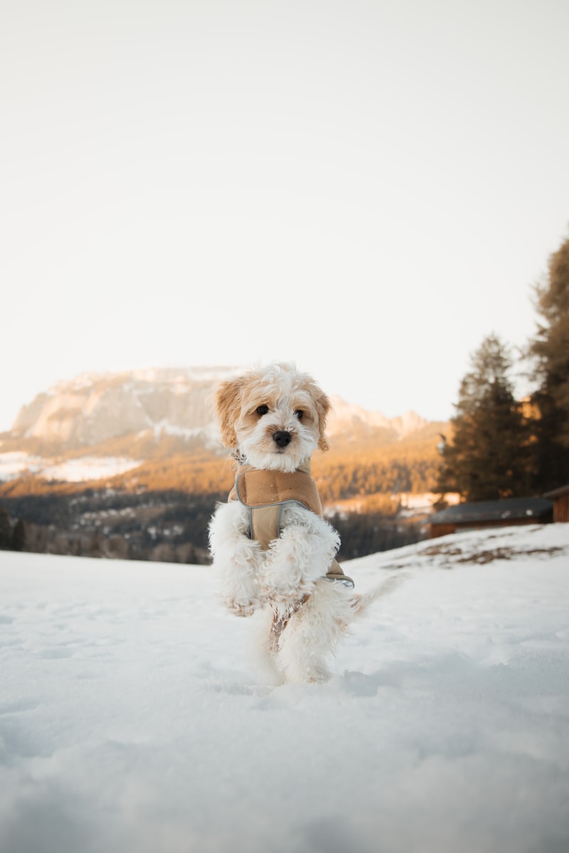 How Do I Find a Trustworthy Dog Sitter in My Area?