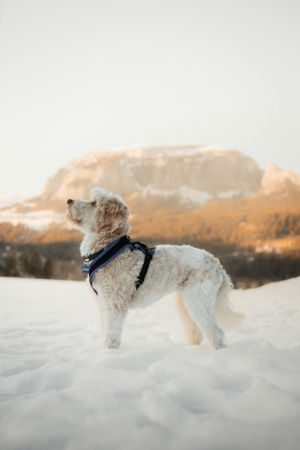 a small white dog standing in the snow