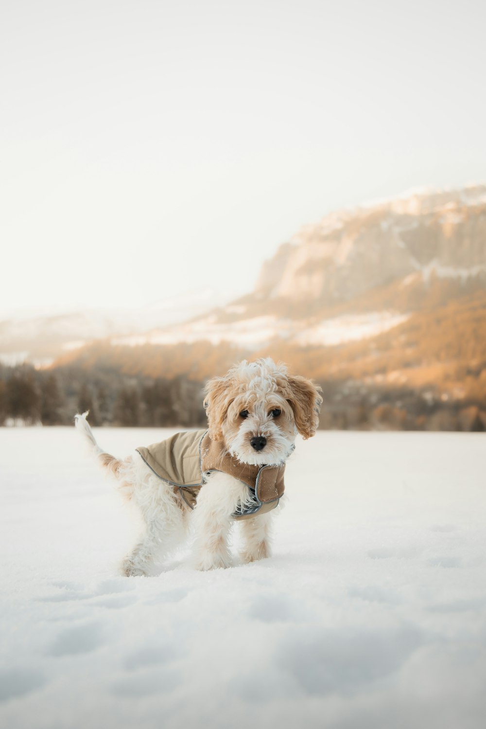 a small brown and white dog standing in the snow