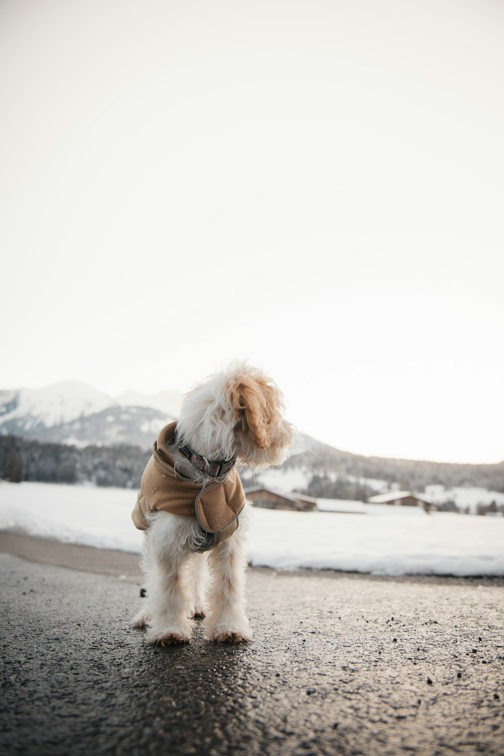 a small white dog wearing a brown coat