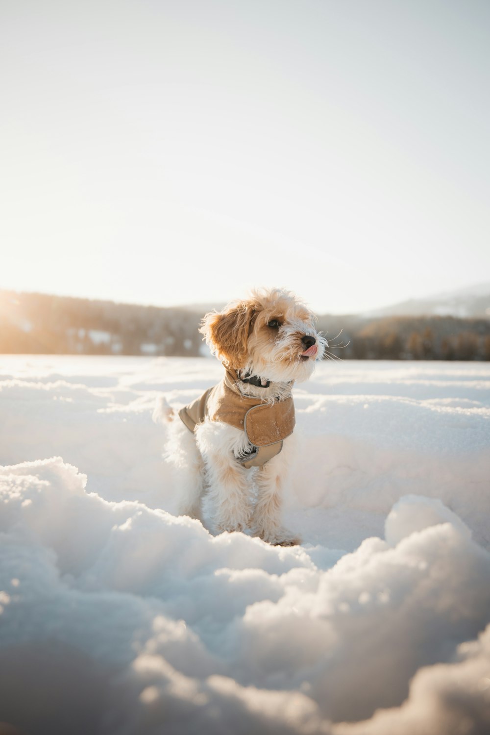 a small brown and white dog standing in the snow