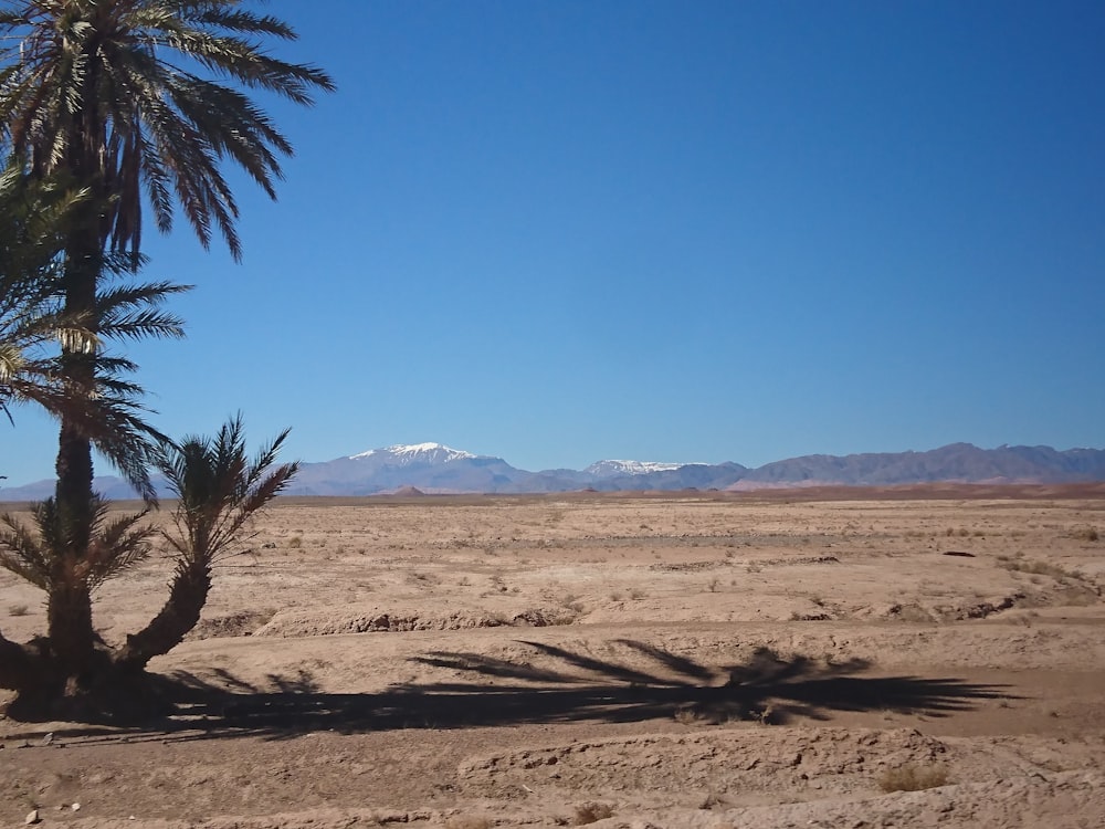 a palm tree in the middle of a desert