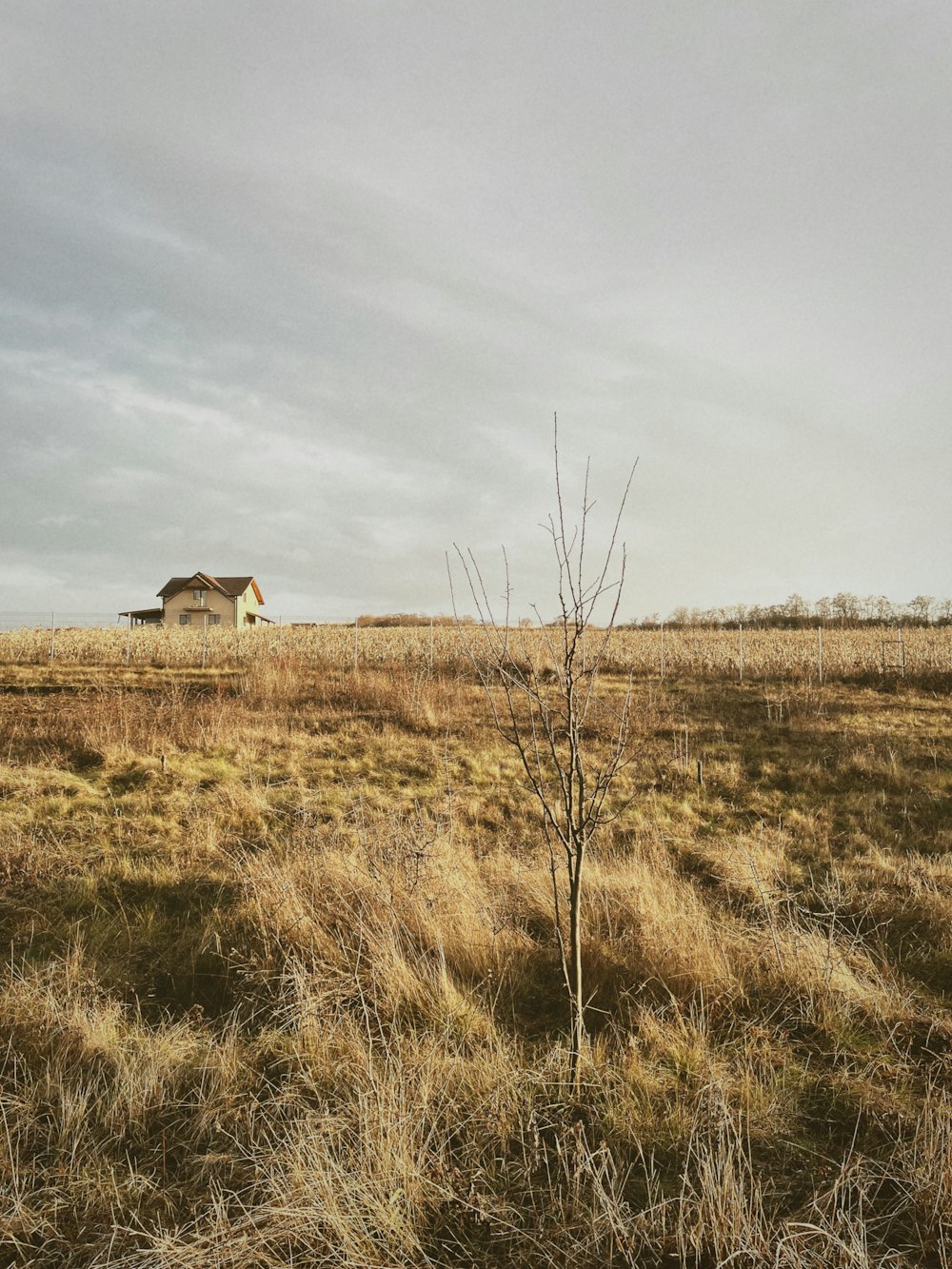 a lone tree in a field with a house in the background