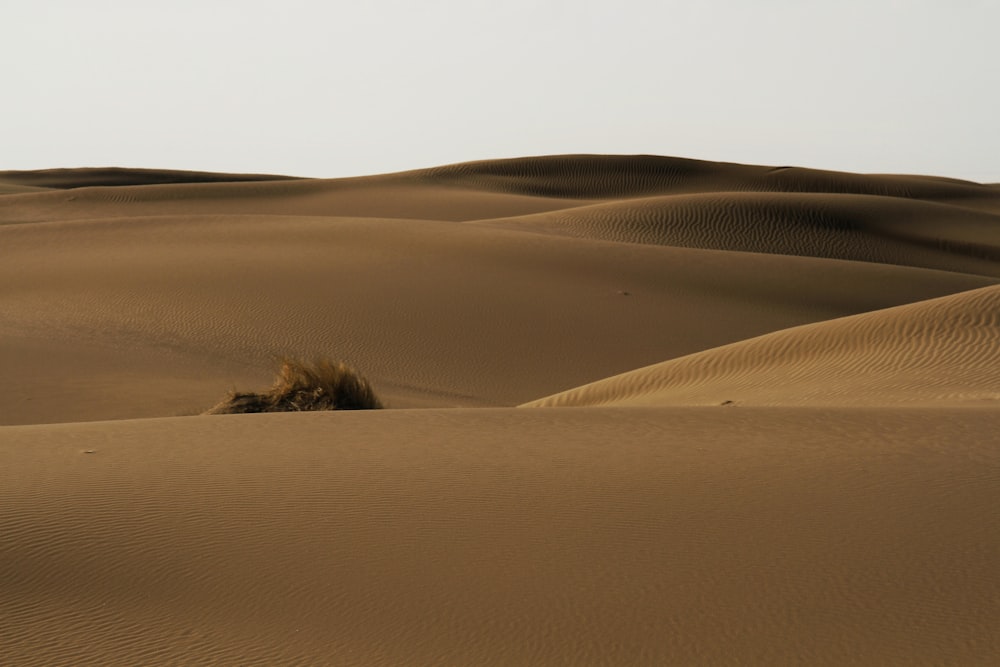 a lone camel in the middle of a desert