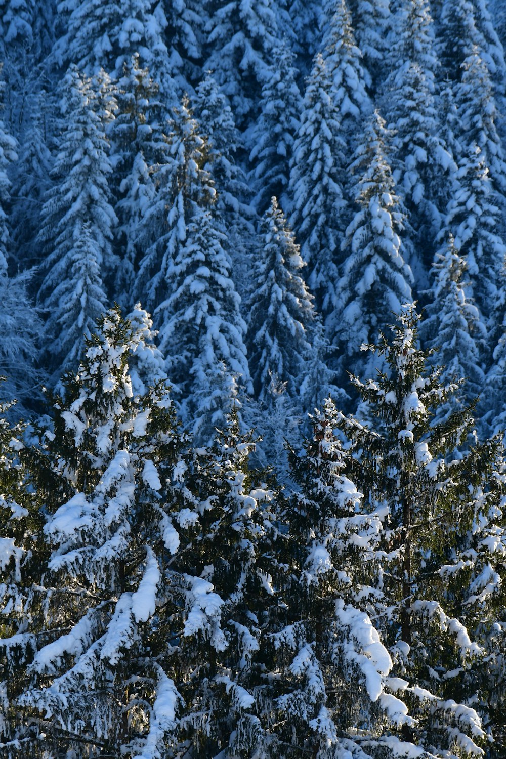 a snowboarder is in the middle of a snowy forest