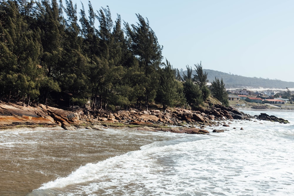 a sandy beach next to a forest filled with trees