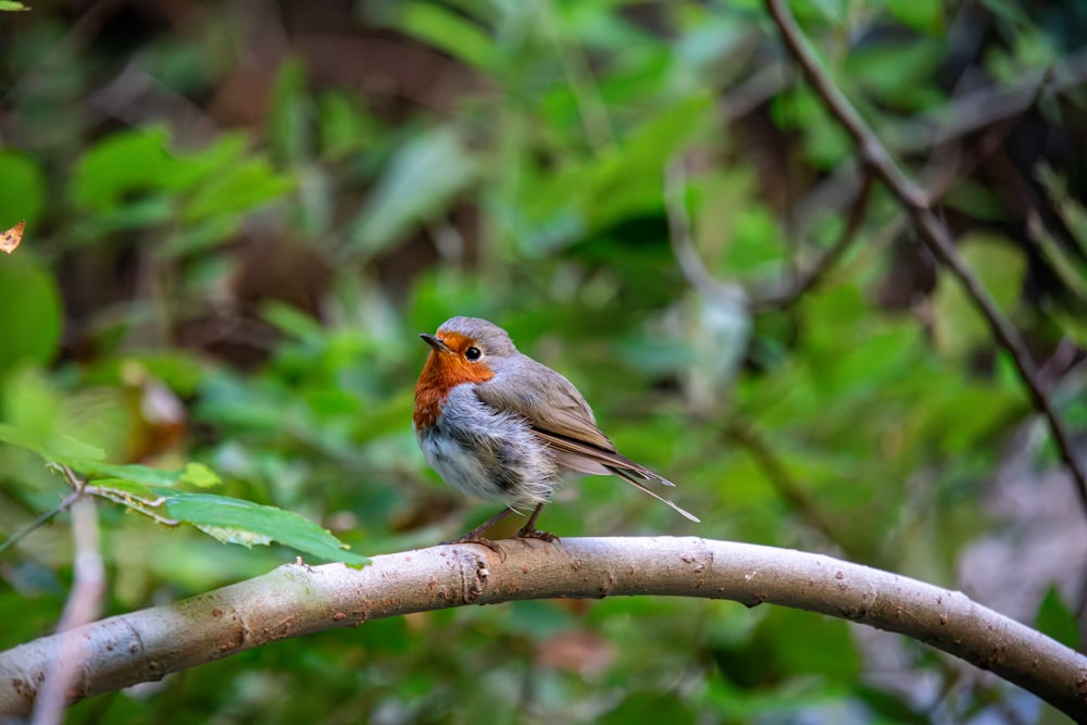 a small bird perched on a tree branch