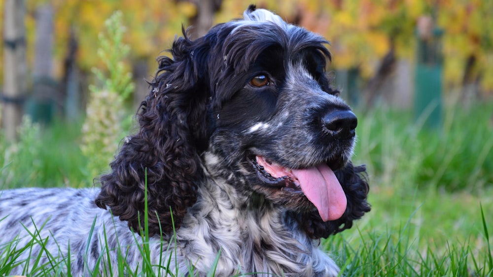 a black and white dog laying in the grass