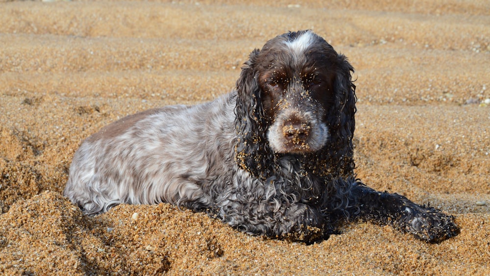 a dog laying in the sand on a beach