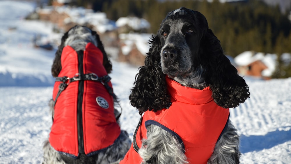 a black dog wearing a red vest sitting in the snow