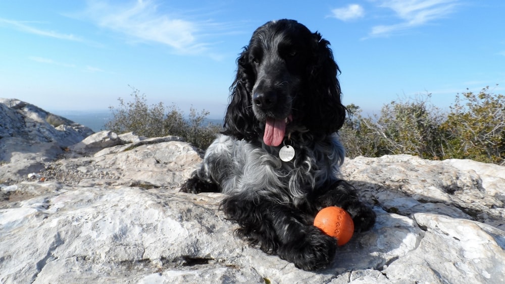 a black dog laying on top of a rock