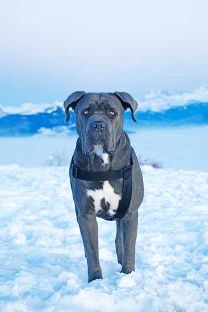 a black and white dog standing in the snow