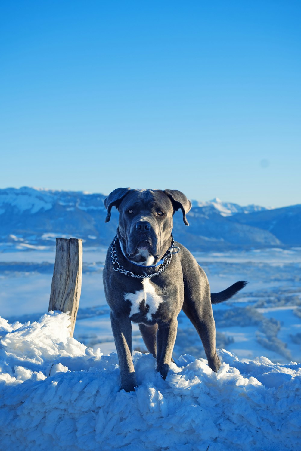 a dog standing on top of a snow covered hill