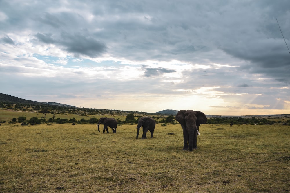 a group of elephants standing on top of a grass covered field