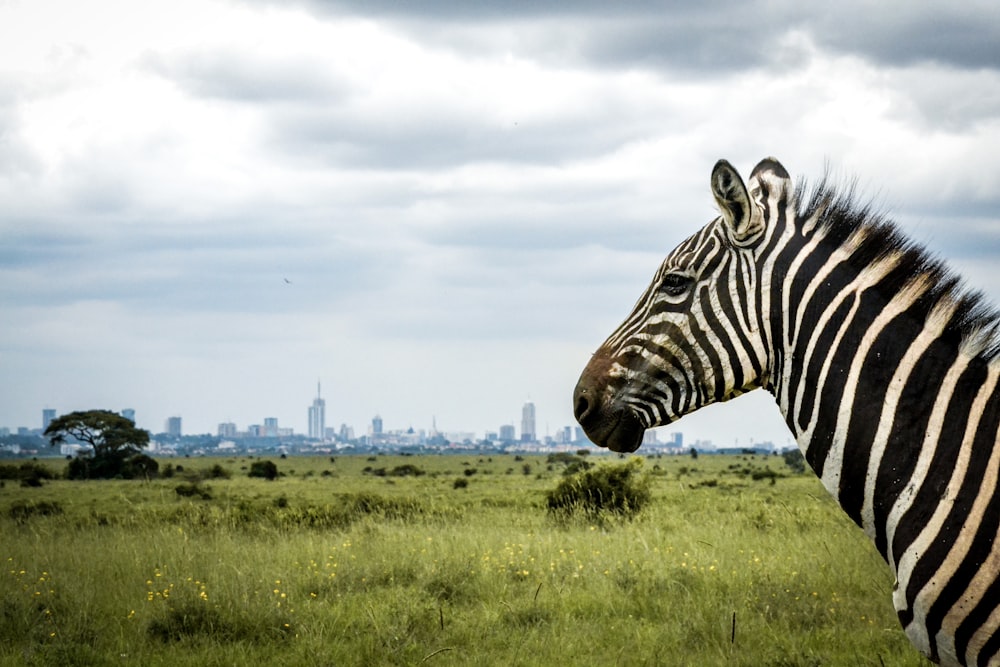 a zebra standing in a field with a city in the background