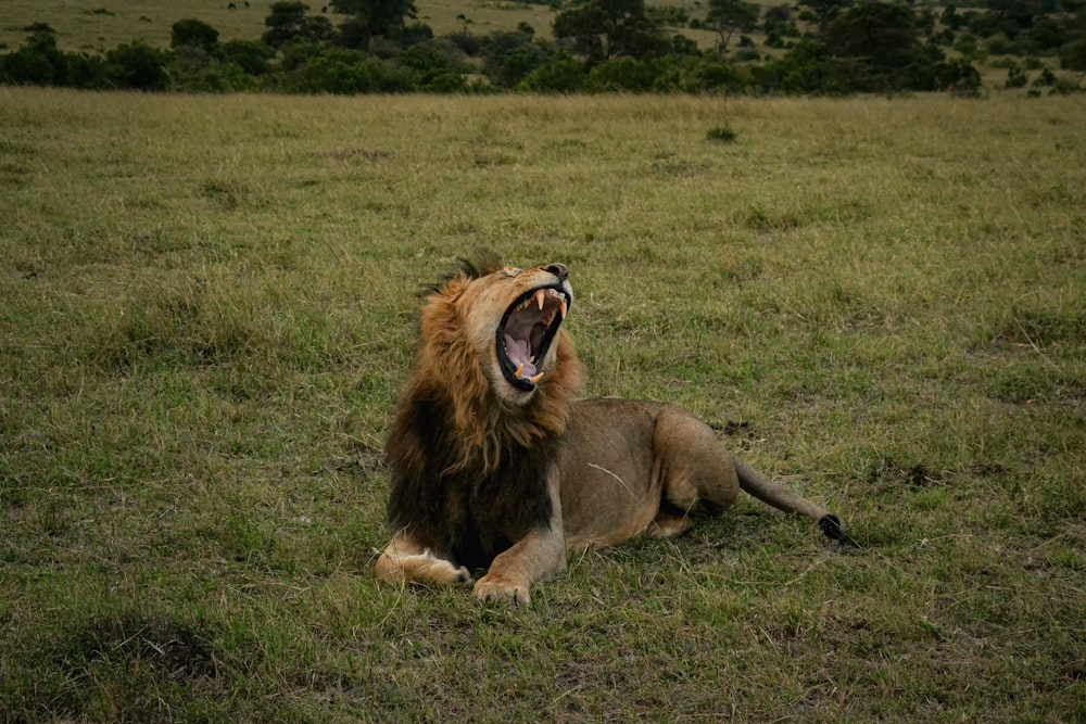 a lion yawns while sitting in a field