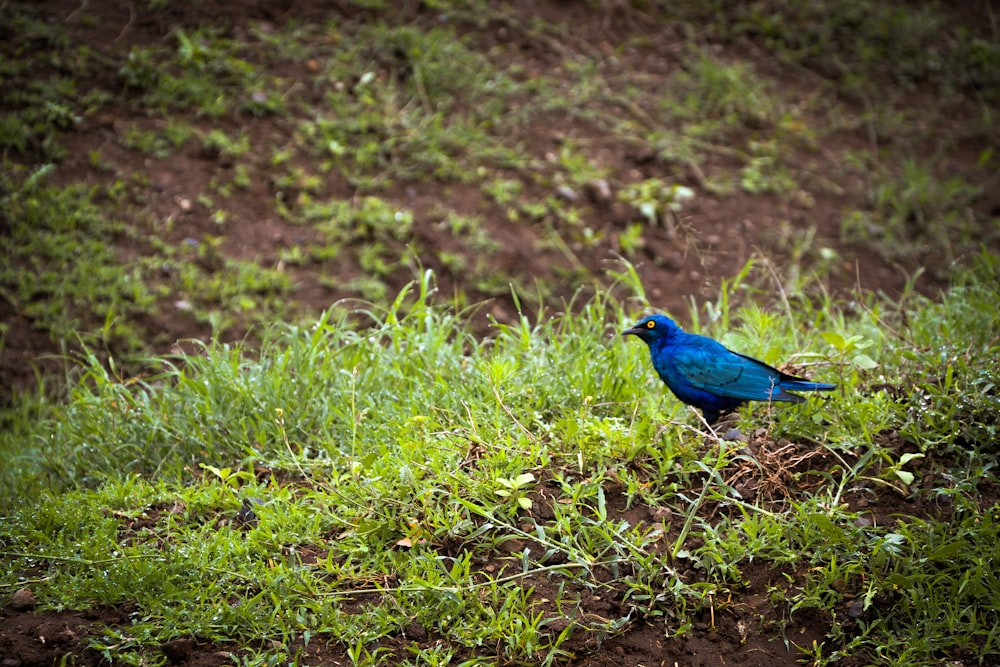a blue bird sitting on top of a lush green field