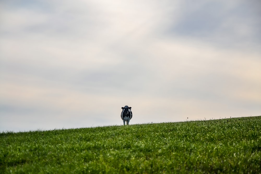 a cow standing on top of a lush green field