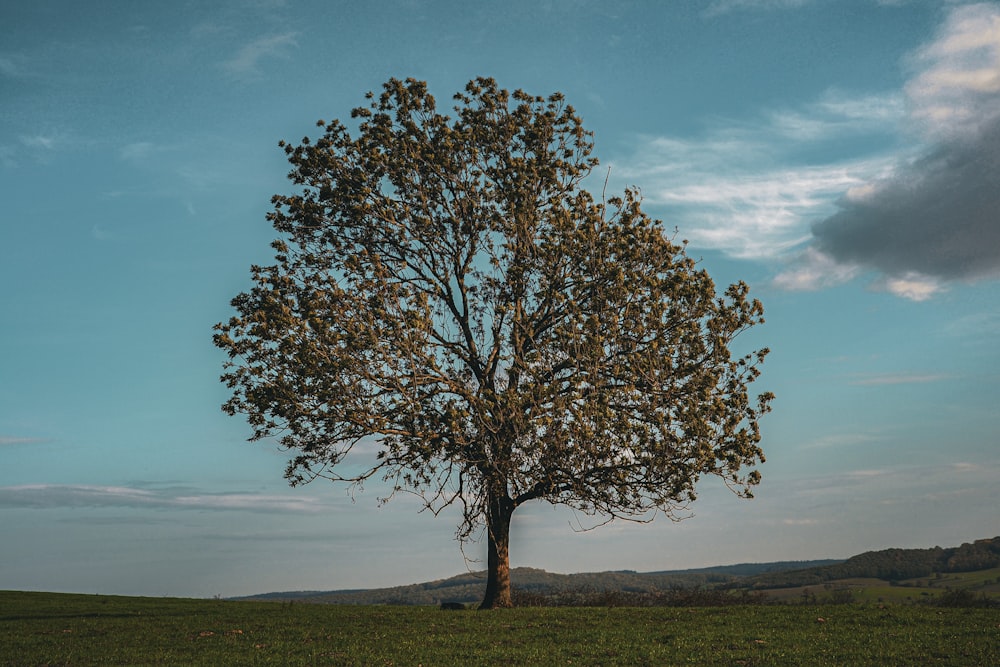 a tree in a field with a blue sky in the background