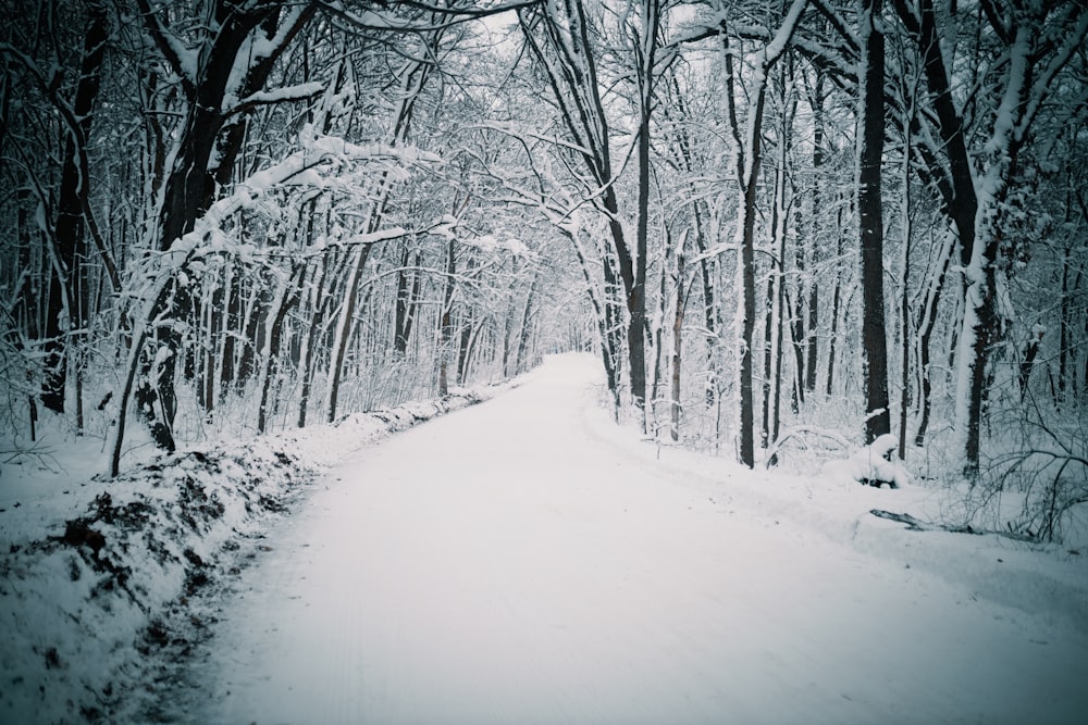 a snow covered path in a forest with lots of trees