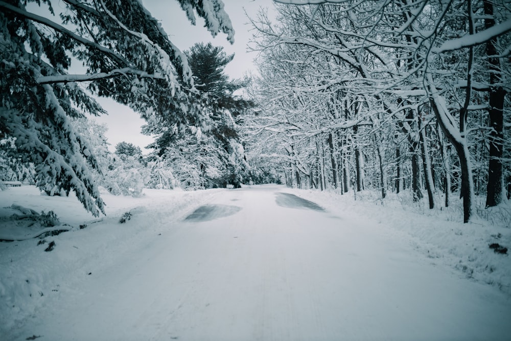 a snow covered road surrounded by trees and snow