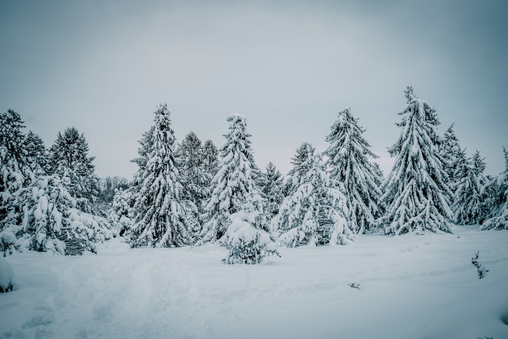 a group of pine trees covered in snow