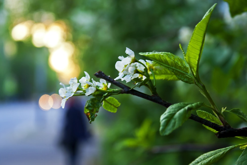 a man walking down a street next to a tree