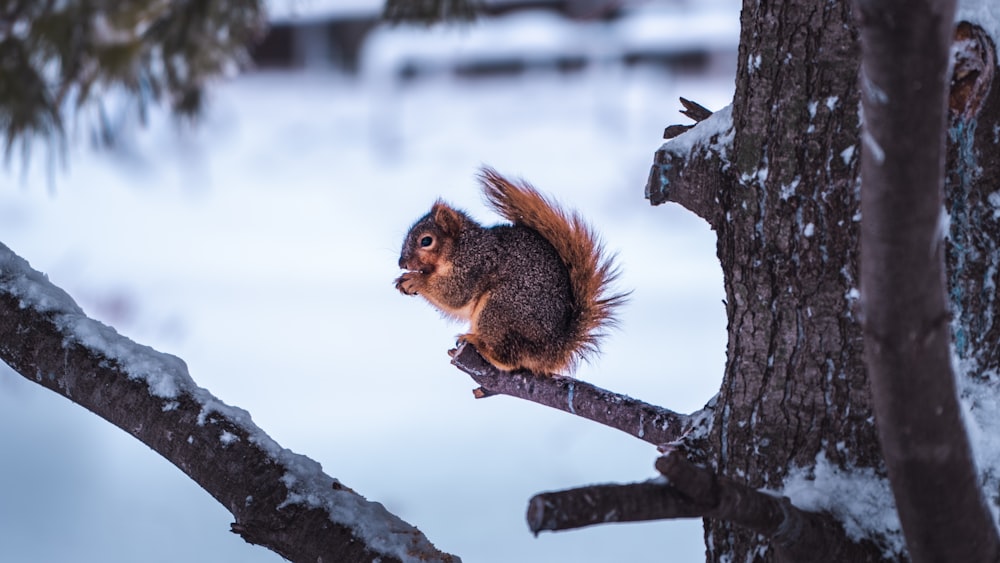 a squirrel sitting on a tree branch in the snow