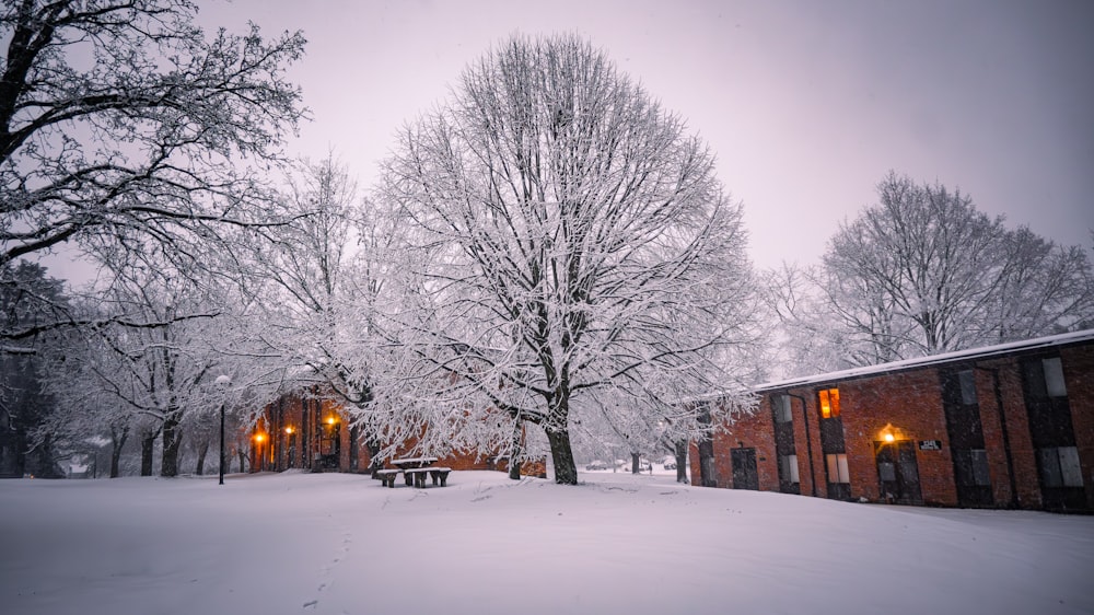 a snow covered park with benches and trees