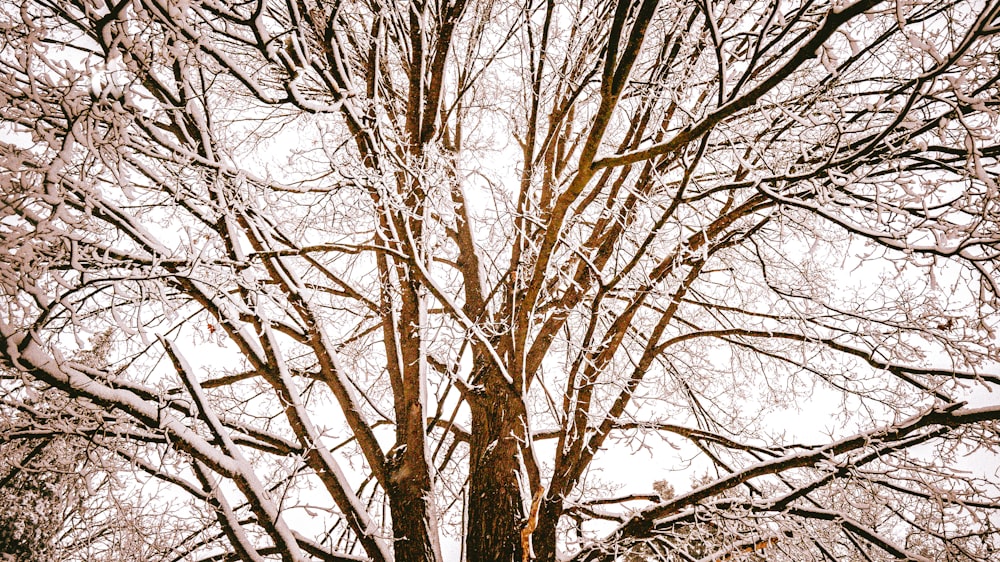 a snow covered tree with no leaves on it