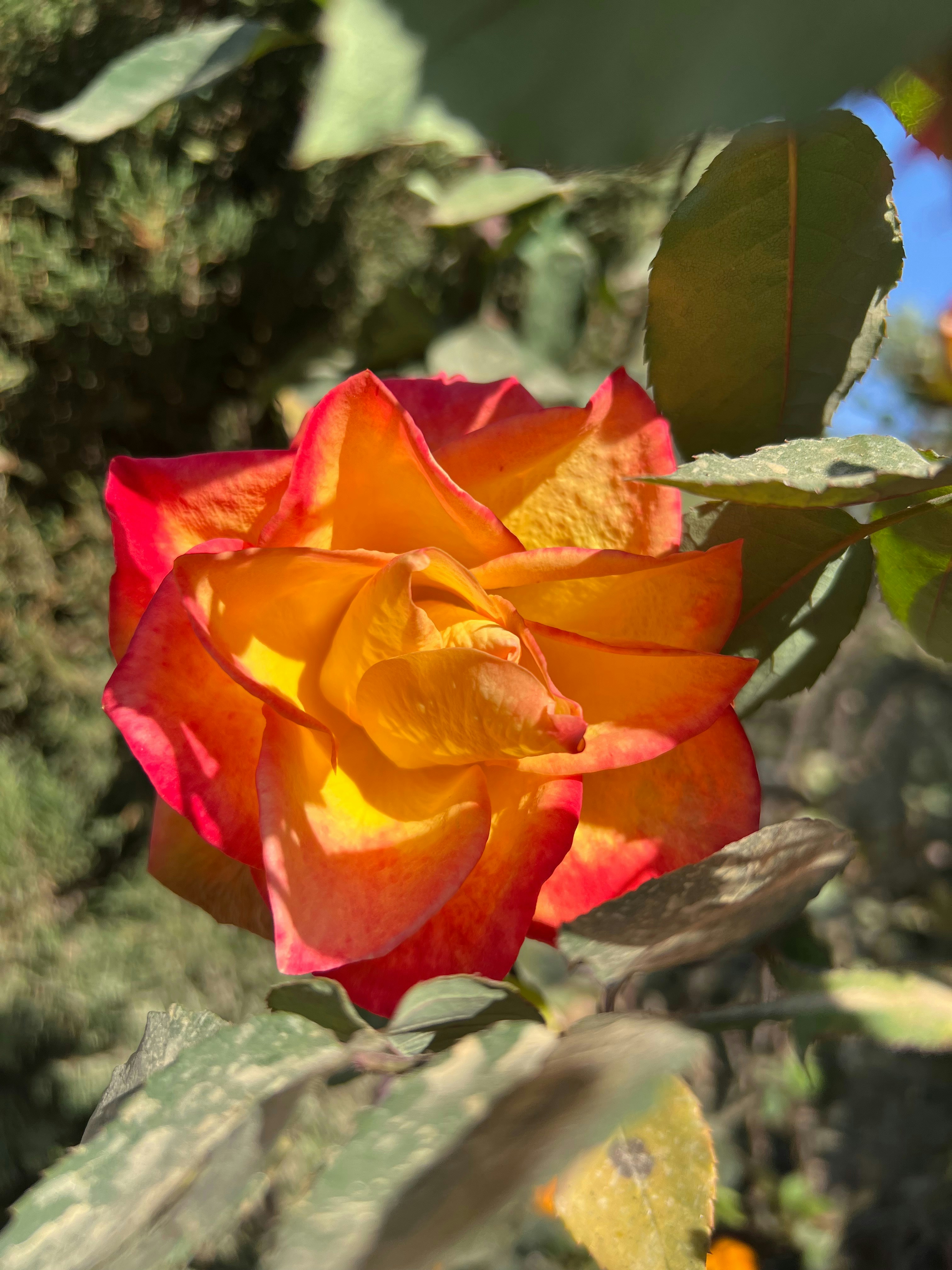Photo by njan007