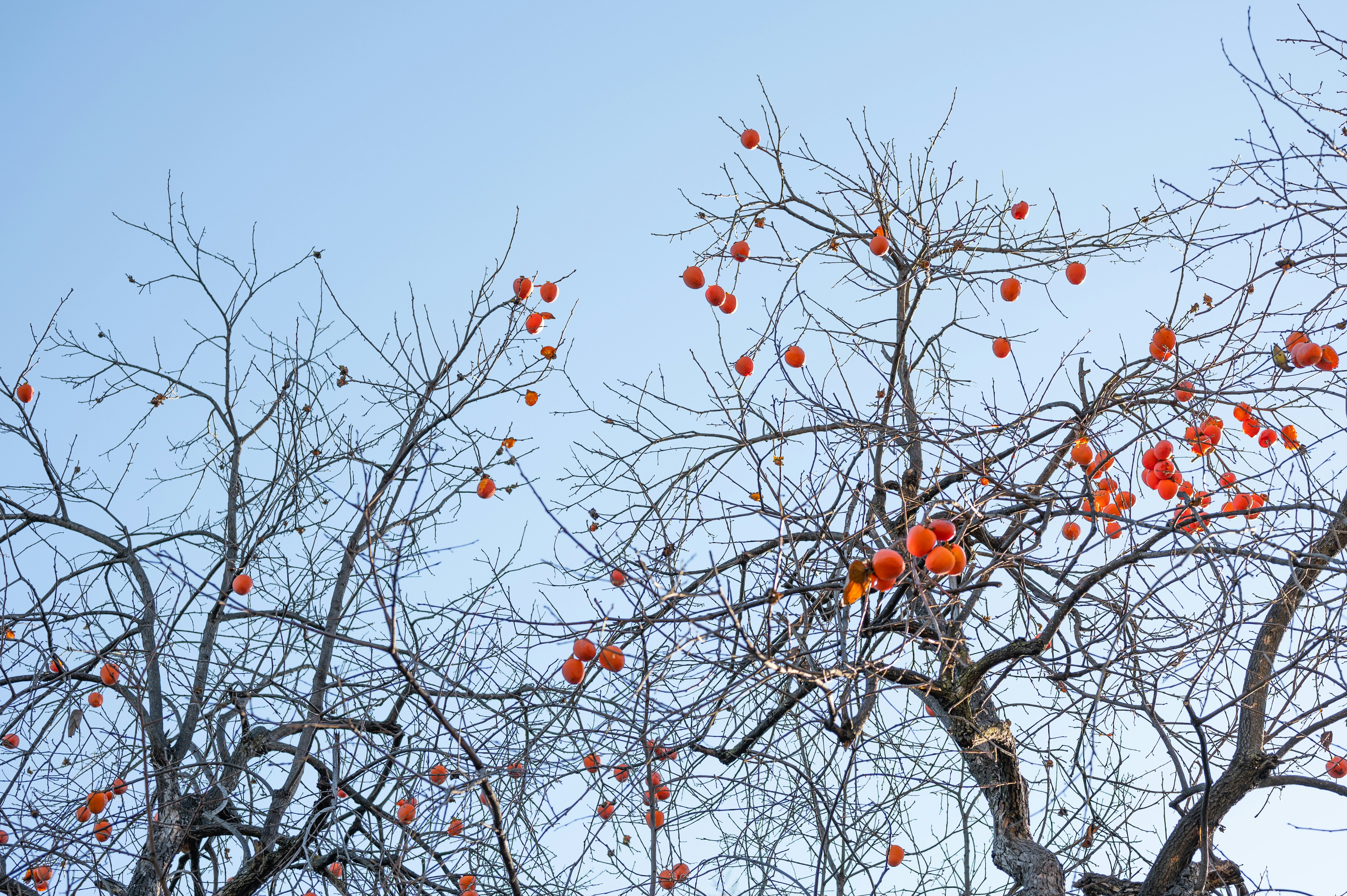 木の枝にたくさんのオレンジが生えています